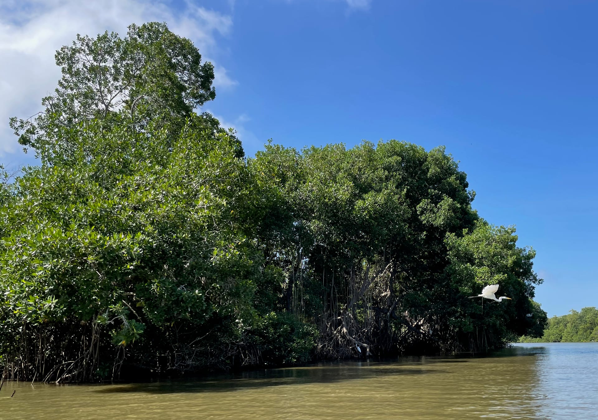 Mangrove forest and a white egret over the water at Ciénaga Grande, Colombia