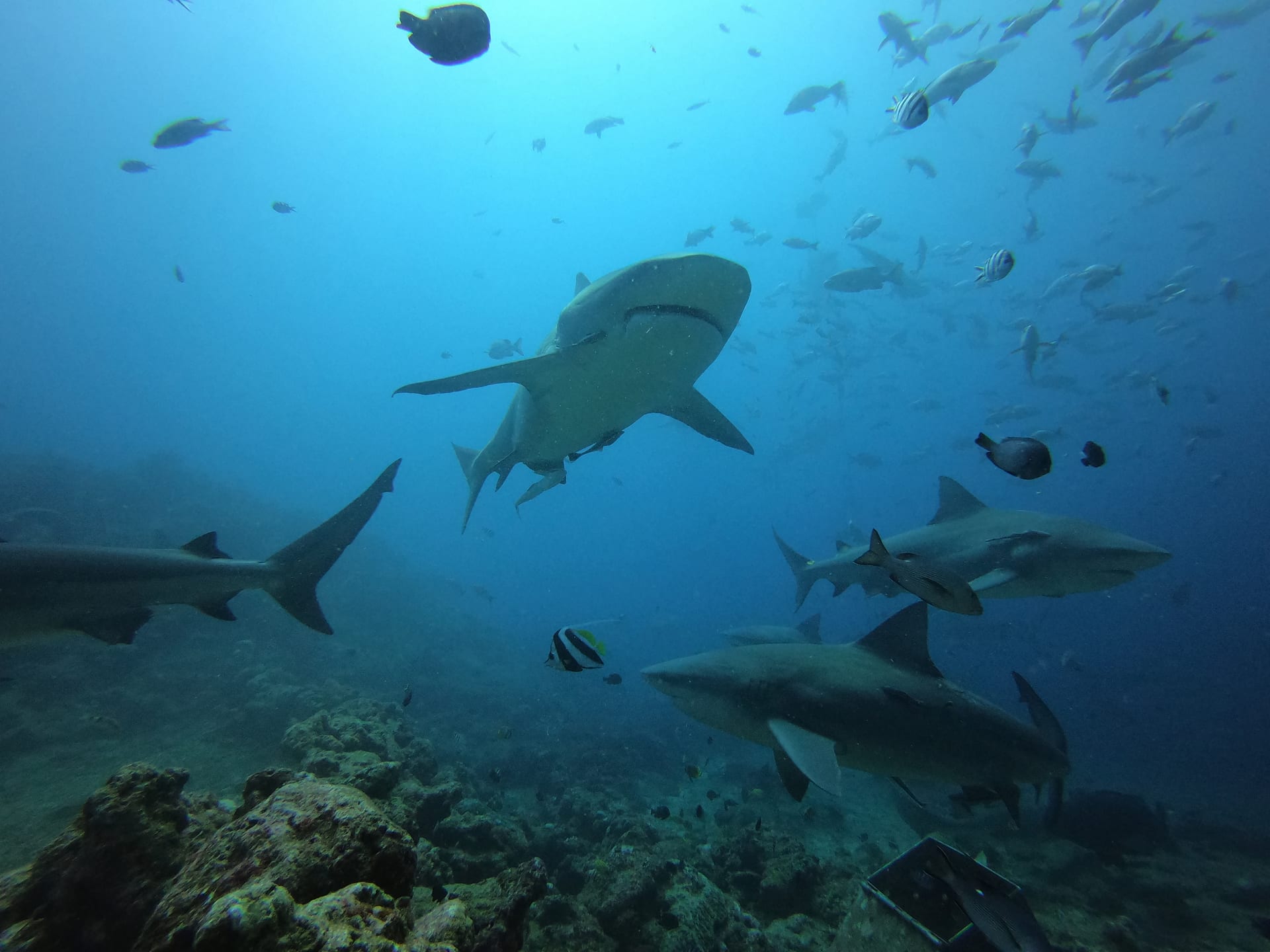 Reef sharks moving through clear water in Fiji