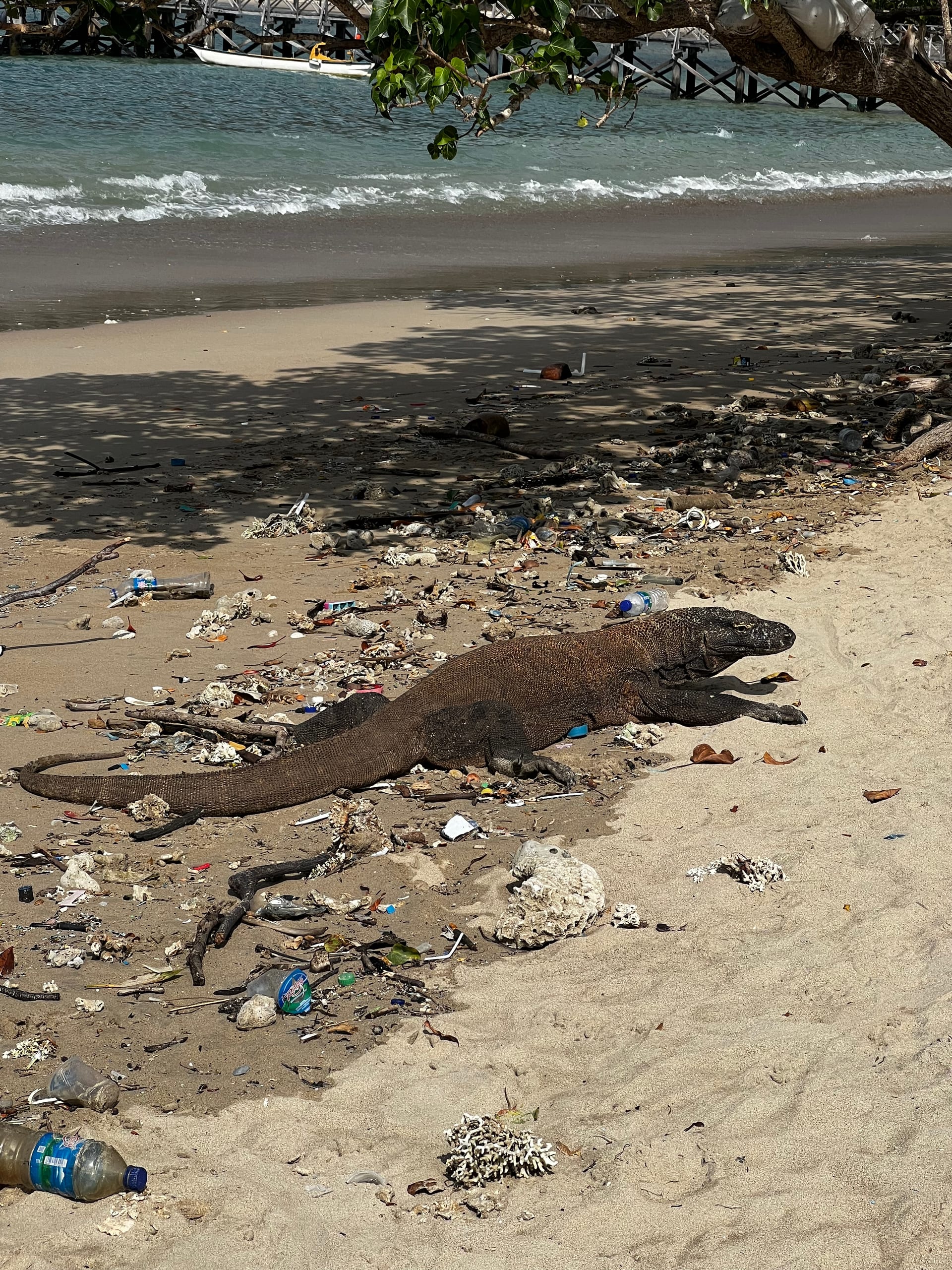 A Komodo dragon on the shoreline of Komodo island, Indonesia