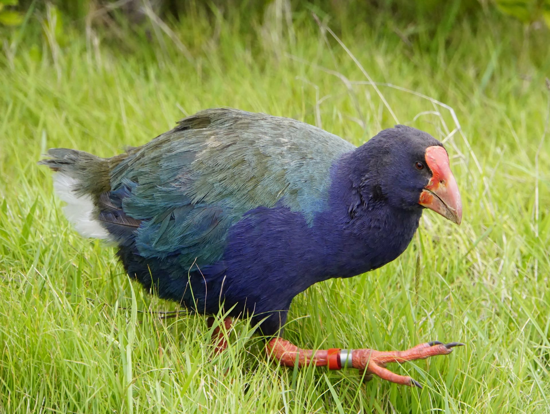 A takahē, a flightless bird brought back from the brink of extinction, on Tiritiri Matangi, New Zealand